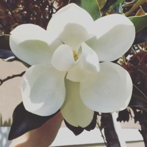 Meet your Posher, Rose